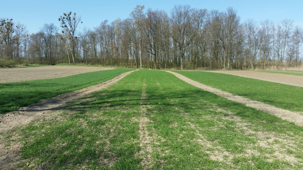 Widoczne są duże różnice w przezimowaniu między odmianami pszenicy ozimej. Przekłada to się na ich wiosenny wigor (fot. K.Taterka)