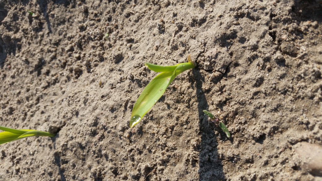 Kukurydza w fazie 1. liścia (fot. S.Długoszewski)