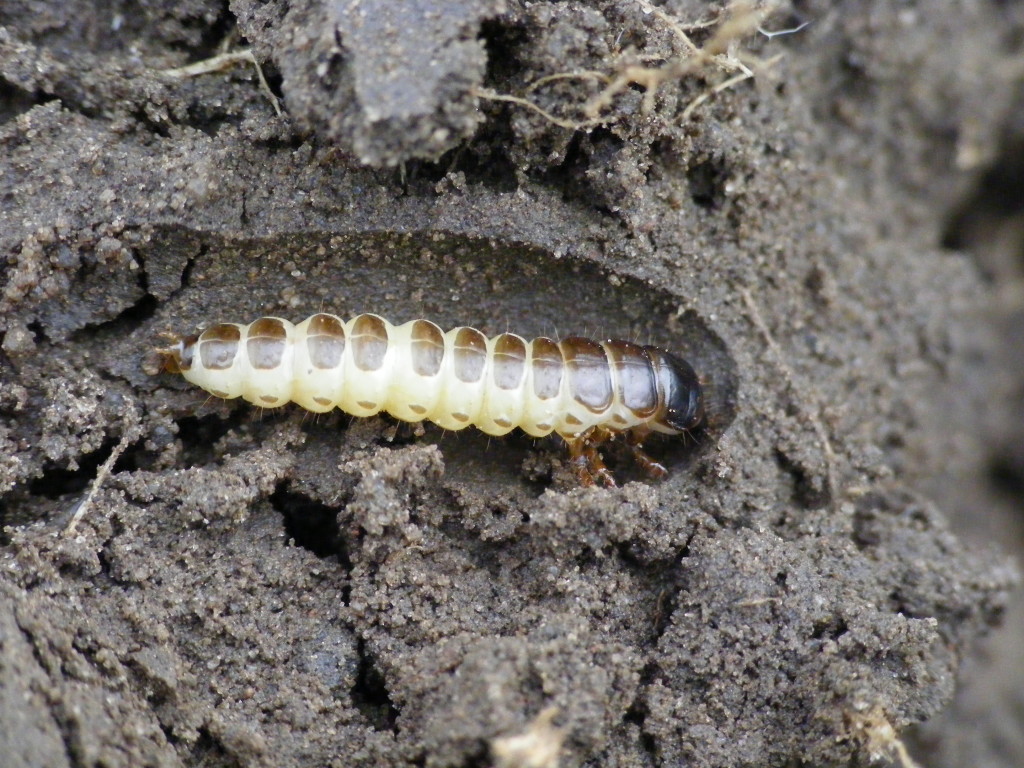 lokas-garbatek-larwa2-fot-dr-tomasza-klejdysza